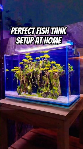 Perfect Fish Tank Setup at Home | Step by Step Aquarium Setup #aquariumlife #shortsfeed #shortsviral