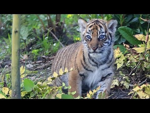 Tiger cubs explore outside for the first time