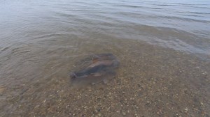 One of our fisheries biologists caught this video of bigmouth buffalo during the spawning season at Storm Lake! Adult fish gather in large schools to spawn over sedges and grasses in shallows about 2 to 3 feet deep. A 10-pound buffalo has around 400,000 eggs! | Iowa Department of Natural Resources