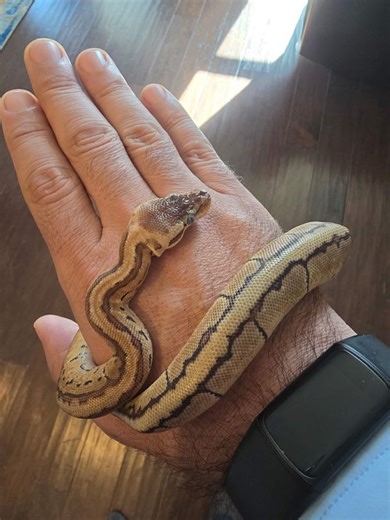 Everything Ball Pythons 🐍 | Just got her didn't get much info on her other than female and about 7 months trying to figure out what morph she is | Facebook