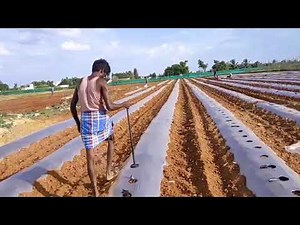 Mulching paper hole maker Tomato farming #tomato #mulching #viralvideo #farming #farmlife #farmer