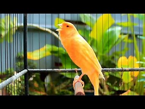 Accoppiamento Canarini con il Canto Perfetto della Natura 42