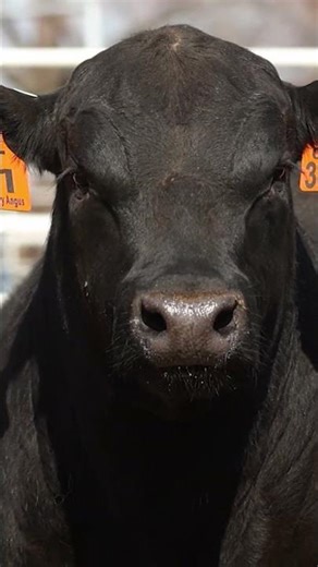 Angus Bull Book: 2025 Sire Directory