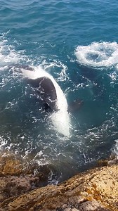 Orca Whales Chasing a Stingray in New Zealand "A pod of orcas chasing a stingray near the rocks. In this video you can see some of the orcas turning upside down, they hunt like this so that they can grab the stingray and turn it over. By turning it over the stingray goes into a catatonic state known as "tonic immobility". This state is also known behaviour in sharks used for mating. By turning the stingray over the orca ensures that its target animal will be unable to fight back and use it's dan