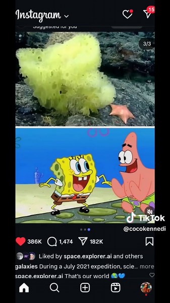 Exploring Wild Sea Life with SpongeBob and Patrick