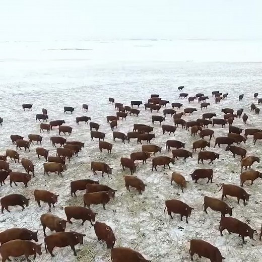Feeding Cows in Corn