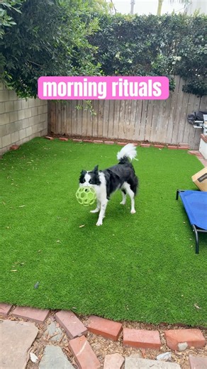 border collie burning the morning energy