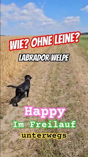 😲😱 Wie ohne Leine? 🤩😜 Welpe Happy im Freilauf auf der Gassirunde #welpenerziehung #labradorwelpen