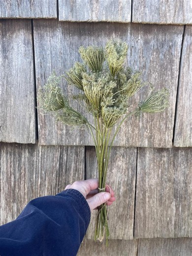 Dried Queen Anne's Lace Flower Bunch, Farm Grown - Etsy