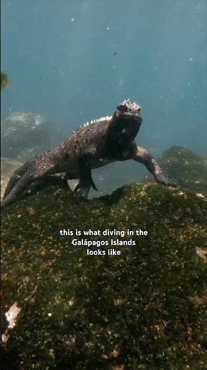 Penguins and sharks in the same ocean #galapagos #mindblown