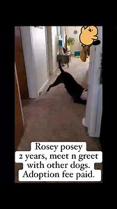 Rosey! 2 years old, big goof, thrives with structure, calmer household, meet n’ greet with other dogs, spent over a year in a shelter will need patience. Adoption fee paid. Fully vetted. #adopt #rescuedog #misfitangels | Misfit Angels Rescue