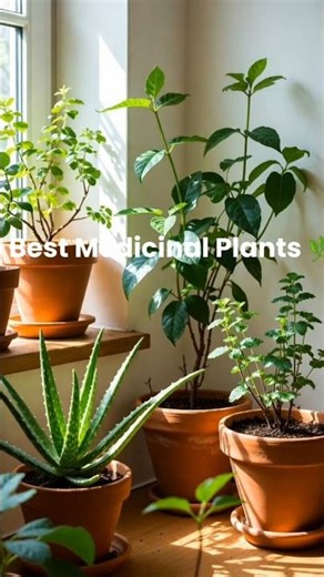 5 Best Medicinal Plants 🌱 | Heal Naturally at Home! #timelapse #gardening #agriculture #diygarden