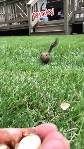 Adorable Chipmunk Dinky Saying Hi | Cute Animal Video