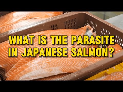 What Is the Parasite in Japanese Salmon? (And Is It Dangerous?)