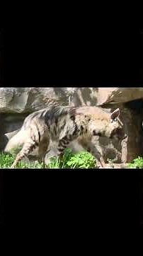 Tierpark Berlin – 7,500 Animals & 800+ Species | Full Day Visit