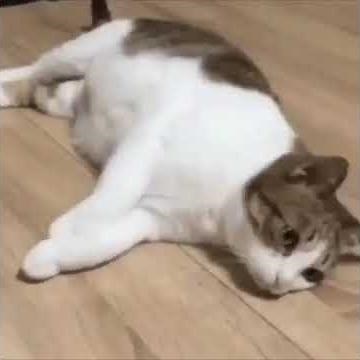 I fell down (Cat meme - Original)