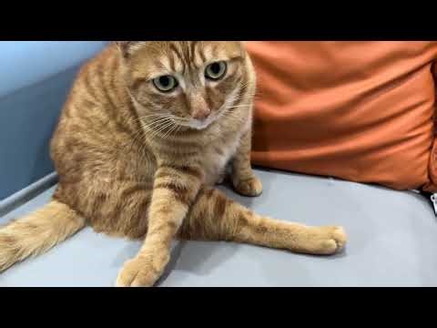猫咪这个坐姿有点奇怪吧？🐾 猫咪坐姿 宠物风格