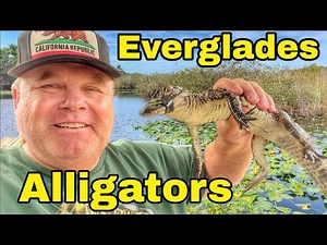 Visiting alligator farm , airboat ride in the Everglades, alligators in the wild