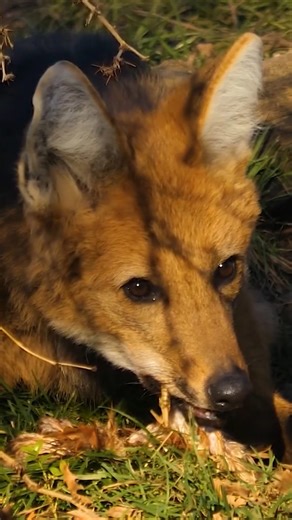 Maned wolves up close: Footage of the largest canine in South America