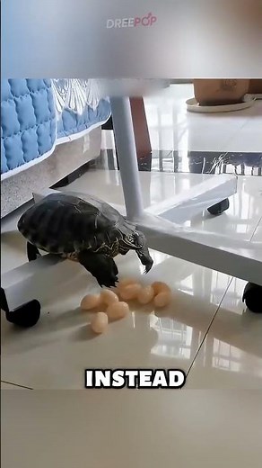 This Broken Egg Turned Into a Tiny Turtle #shorts #nature #wholesome