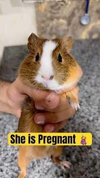 Breeding Guide of Guinea Pigs