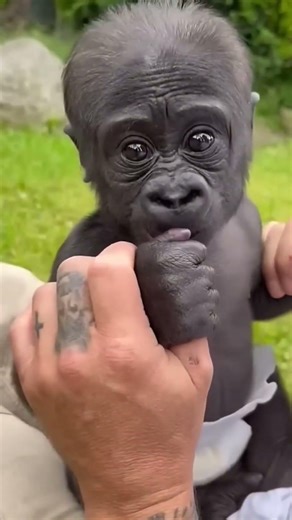 Small vs Giant Animals – Wait for the Elephant! 🐘😳 #shortsfeed #shorts