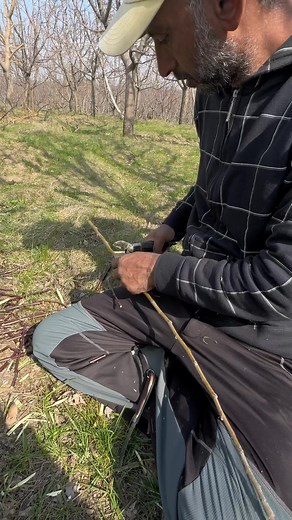 9.1K views · 87 reactions | Top Grafting using Granny smith pollinizer variety. | Simnaniya Nursery | Facebook