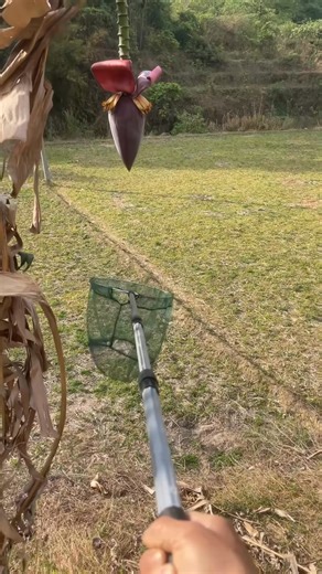 My pet, the season for digging bees hasn't arrived yet, so I'm playing with wasps #fyp | Natille Lesleigh