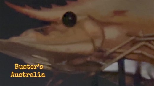 Discover Australia's Giant Prawns in Seafood Delights