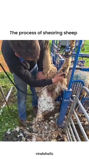 VIRAL VIDEOS on Instagram: "This video provides a fascinating look at the agricultural world, showcasing the step-by-step process of shearing sheep using a specialized mechanical hoist. The video highlights the efficiency of modern farming as a shearer expertly maneuvers a sheep into position, securing its legs to allow for a smooth, close shave of its thick wool. It generated 275K views and 12K likes, appealing to viewers who enjoy satisfying "industrial process" videos and those curious about 