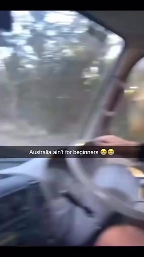 264K views · 402 reactions | Meanwhile in Australia .  unknown | Rising Melbourne | Facebook