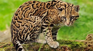 Différence entre Ocelot et Margay