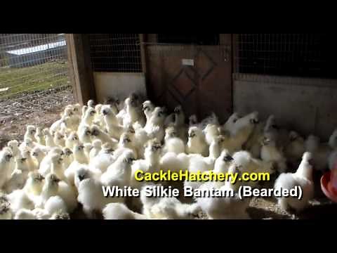 White Silkie Bantam Bearded Chicken Breed (Breeder Flock) | Cackle Hatchery