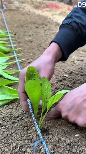 The process of planting seeds with the correct stages