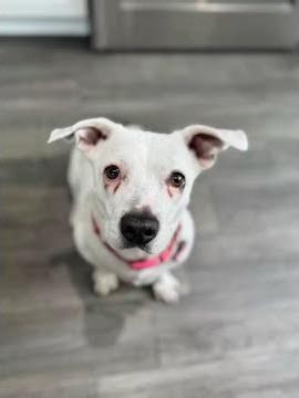 Our Pet Care App Provides Peace Of Mind and Convenience