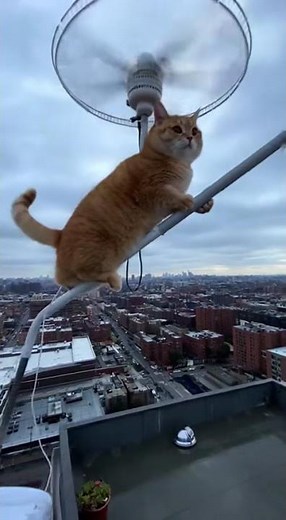 Helicopter Cat: Rooftop Rescue Mission