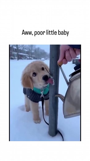 Golden Retriever Puppy Rescued from Frozen Tongue