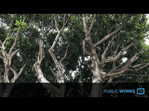 The Ficus Tree Dilemma - EP. 0054