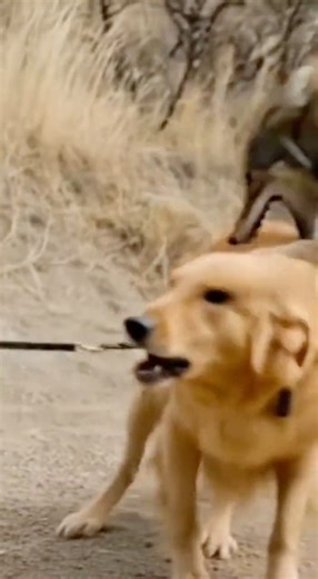 Owner saves Dog from wolves 🐕🐺#funny #sora2 #animals #dog #wolf