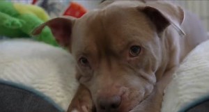 First ever pet-friendly homeless shelter in NYC, opens in the Bronx