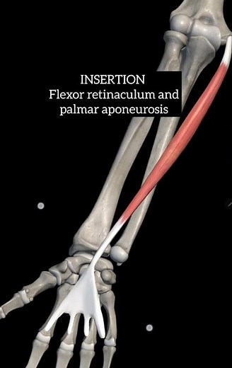 Palmaris longus muscle anatomy
