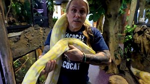 181K views · 372 shares | Whoa!! These snakes can have over 100 eggs...
