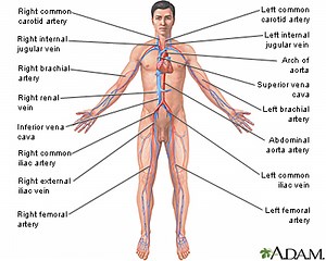 The Circulatory System