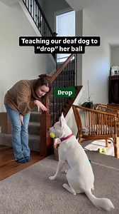 Hardest one yet.. DROP. But we’re getting close! #asl #signlanguage #deaf #deafdog #dogsofinstagram #communication #ball #drop #learning #themoreyouknow #fyp #foryou | Deaf Dog of MN