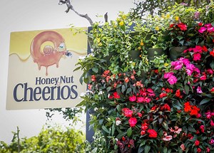 Honey Nut Cheerios pours $20K into adopting Loíza apiary - News is My Business