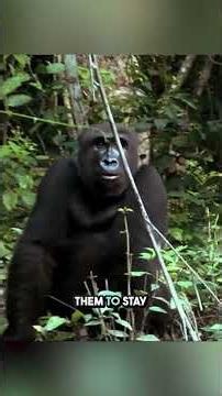 Will the aggressive gorilla remember his father after 5 years ?