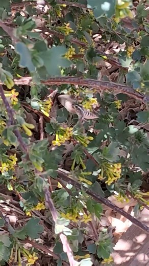 Hummingbird Hawk Moth #texas #hawkmoth #pollinator #nature