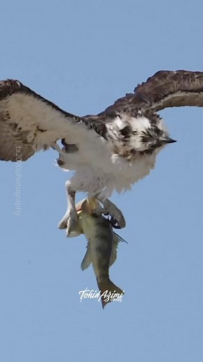 16K views · 511 reactions | Osprey diving compilation #osprey #ospreys #birdsofprey #birds | Tohid Azimi | Facebook