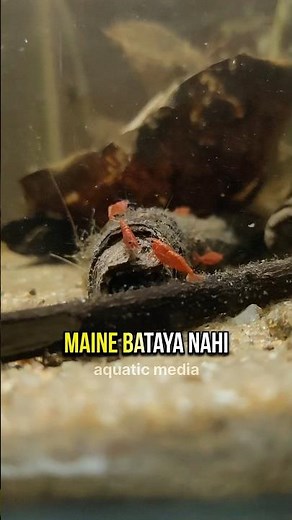 Simple Steps to Breed Cherry Shrimps 🦐 #shrimp #shortsindia