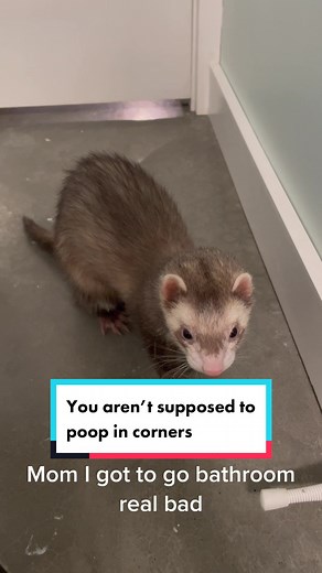 Proper Ferret Poop Habits: Benny's Bathroom Dilemma